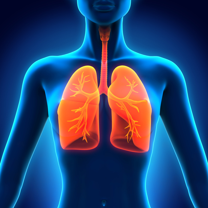 Female Anatomy of Human Respiratory System